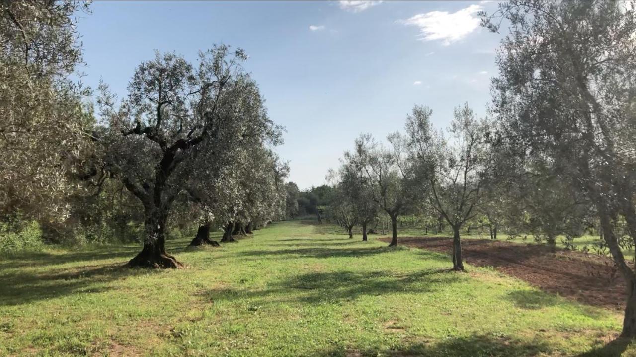 Agriturismo Eco-Bio Villa Vacasio Pitigliano Eksteriør billede